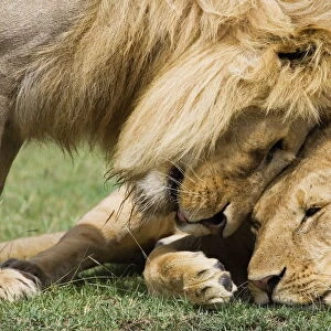 Adult male lion (Panthera leo) greeting his son, Serengeti National Park