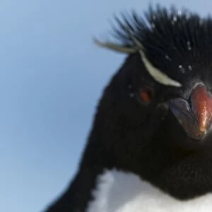 Close up portrait of a rockhopper penguin (Eudyptes chrysocome), Falkland Islands