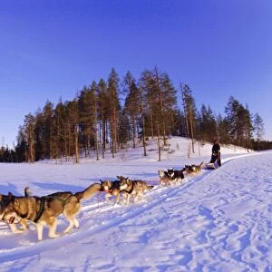 Driving a dogsled with a team of 8 Siberian huskies, Karelia, Finland, Europe