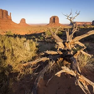 Dry tree and Monument Valley in the background, Navajo Tribal Park, Arizona, United