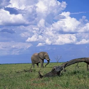 Elephant in Chobe National Park