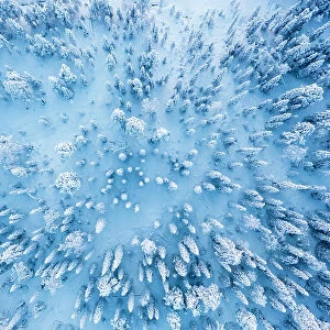 Frozen snowy forest after a winter blizzard at dusk, overhead view, Lapland, Finland, Europe