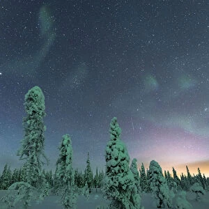 Frozen trees under the starry sky during the Northern Lights (Aurora Borealis) in winter, Iso Syote, Lapland, Finland, Europe