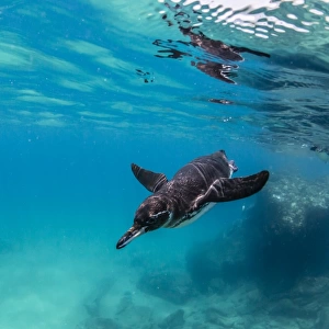 Galapagos penguin (Spheniscus mendiculus) swimming underwater at Bartolome Island