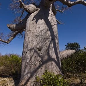 Giant baobab (Adansonia suarezensis) tree near Diego Suarez (Antsiranana)