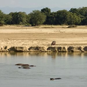 Hippopotamus (Hippopotamus amphibius), Luangwa River, South Luangwa National Park
