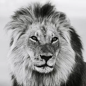 Lion (Panthera leo) male in monochrome, Kgalagadi Transfrontier Park, South Africa