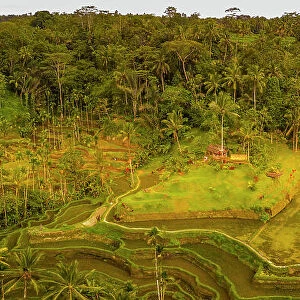 Panoramic aerial view of Tegallalang Rice Terrace, UNESCO World Heritage Site, Tegallalang, Kabupaten Gianyar, Bali, Indonesia, South East Asia, Asia