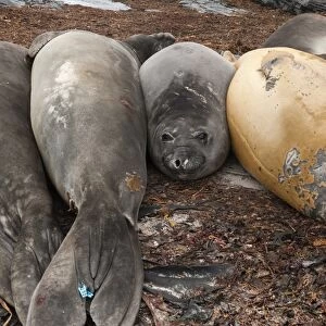 Southern elephant seals (Mirounga leonina) resting on a beach, Falkland Islands