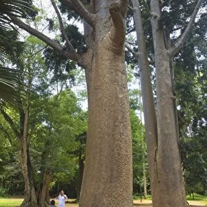Tropical tree with large smooth trunk in the 60 hectare Royal Botanic Gardens at Peradeniya