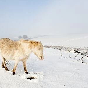 A Welsh pony forages for food under the snow on the Mynydd Epynt moorland, Powys