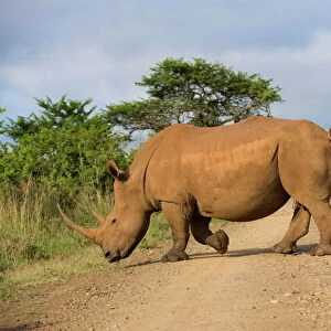 White rhino (Ceratotherium simum) and calf, Ithala Game Reserve, KwaZulu Natal