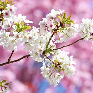 Sakura, Japanese Cherry Blossom flowers in Tokyo, Japan