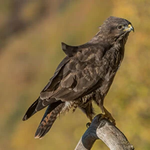 Common buzzard on branch, Trentino Alto-Adige, Italy