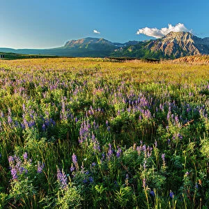 Lupines (Lupinus sp. ) and other wildflowers on the Fescue Prairie. Sofa Mountain on left and Vimy Peak on the right. Waterton Lakes National Park, Alberta, Canada