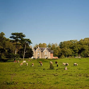 Southwell, England. Traditional grazing farmland