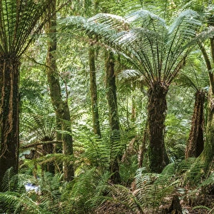 Tasmania, Australia. Rainforest with ferns and pandani trees