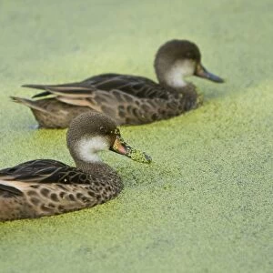 Adult white-cheeked pintail (Anas bahamensis) ducks in a freshwater pond in the highlands of Santa Cruz Island in the Galapagos Island Archipeligo, Ecuador. Pacific Ocean. There are three races of this duck, with the Galapagos race being called