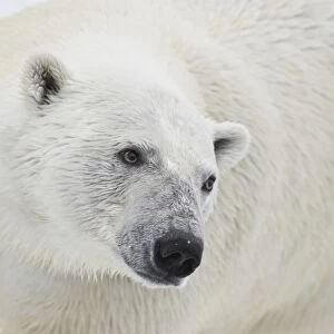 Polar Bear. Longyearbyen, Nordaustlandet, South Severn Is, Svalbard, Norway
