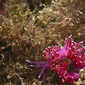 Purple Nudibranch (Coryphella pedata). Gibraltar Bay