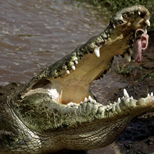 A large crocodile eats a chicken given by Juan Cerdas, whose hobby is feeding them at the