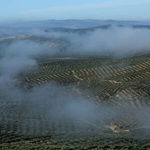 Olive groves stand in the fields in Porcuna, southern Spain