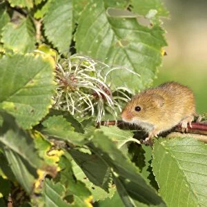 Harvest Mouse Micromys minutus on honesysuckle autumn UK