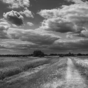 Path along edge of Lakenheath RSPB Reserve Suffolk in summer