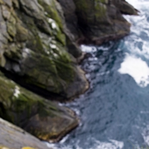 Puffin (Fratercula arctica) Sumburgh Head RSPB Res Shetland Scotland UK summer