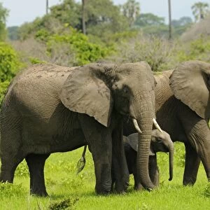 African Elephant (Loxodonta africana) adult females with calf, standing, Ruaha N. P. Tanzania