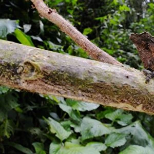 Boulengers Pygmy Chameleon (Rhampholeon boulengeri) adult, on branch in montane rainforest, Nyungwe Forest N. P. Rwanda