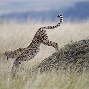 Cheetah (Acinonyx jubatus) adult female, yawning and stretching, standing beside termite mound, Masai Mara, Kenya