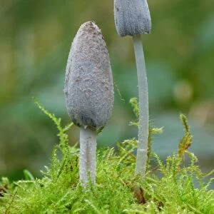 Common Ink Cap (Coprinus atramentarius) fruiting bodies, early stage, growing amongst moss in woodland, Leicestershire