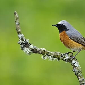 Common Redstart (Phoenicurus phoenicurus) adult male, perched on lichen covered twig, Gilfach Farm Nature Reserve