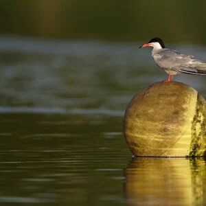 Common Tern (Sterna hirundo) adult, breeding plumage, standing on buoy, Whitlingham Country Park, River Yare