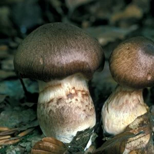 Cortinarius Sheathed Fungi (Cortinarius torvus)