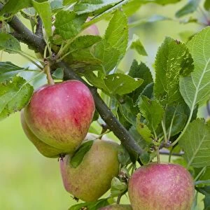 Cultivated Apple (Malus domestica) Adams Pearmain, close-up of fruit, on tree in organic orchard, Powys, Wales, August