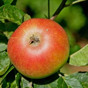 Cultivated Apple (Malus domestica) Discovery, close-up of fruit, growing in orchard, Norfolk, England, august