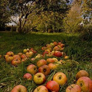 Cultivated Apple (Malus domestica) fallen fruit, in community orchard, Broad Oak Orchard