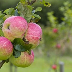 Cultivated Apple (Malus domestica) Rev. W. Wilks, close-up of fruit, on tree in organic orchard, Powys, Wales, August