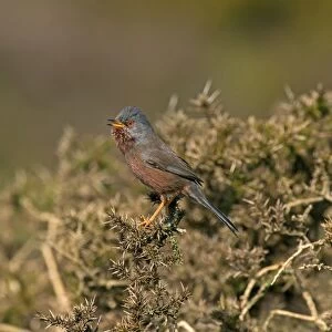 Dartford Warbler (Sylvia undata) adult male, singing, perched on gorse, Worlds End, Denbighshire, Wales, April