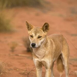 Dingo (Canis familiaris dingo) Standing - close-up - Australia
