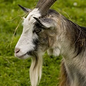 Domestic Goat, Hungarian Goat, adult male, close-up of head covered with grass, Hortobagy N. P