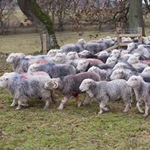 Domestic Sheep, Herdwick ewes, flock walking through gateway in pasture, Lake District N. P. Cumbria, England, November