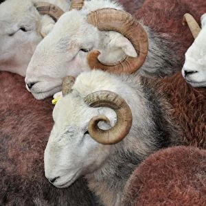 Domestic Sheep, Herdwick rams, flock at annual tup sale, Broughton in Furness, Lake District, Cumbria, England, October