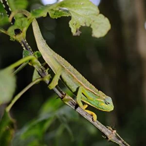 Elliot's Chameleon (Trioceros ellioti) adult, climbing on stem in montane rainforest, Nyungwe Forest N. P. Rwanda, october
