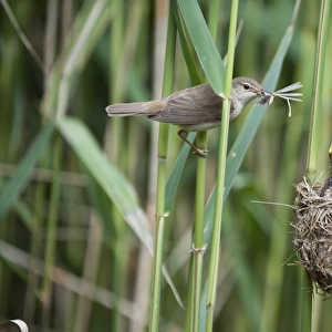 Eurasian Reed-warbler (Acrocephalus scirpaceus) adult, with insects in beak, feeding chicks in nest, England