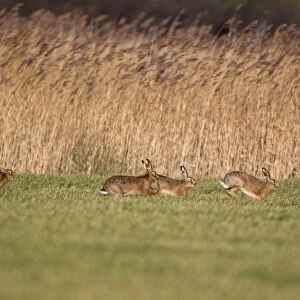 European Hare (Lepus europaeus) four adults, running, males chasing female in field, Suffolk, England, january