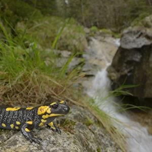 Fire Salamander (Salamandra salamandra) adult, resting on rock at edge of stream in forest habitat, Italian Alps