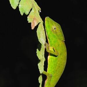 Glaw's Chameleon (Calumma glawi) adult, on leaf in primary rainforest, Ranomafana N. P. Eastern Madagascar, august